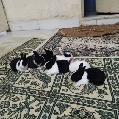 جوندگان|موش و خرگوش|اصفهان, ملکشهر|دیوار