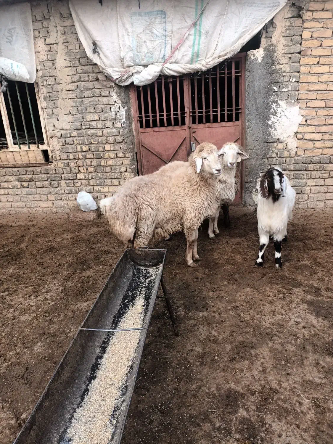 بره قوچ|حیوانات مزرعه|شیروان (خراسان), |دیوار