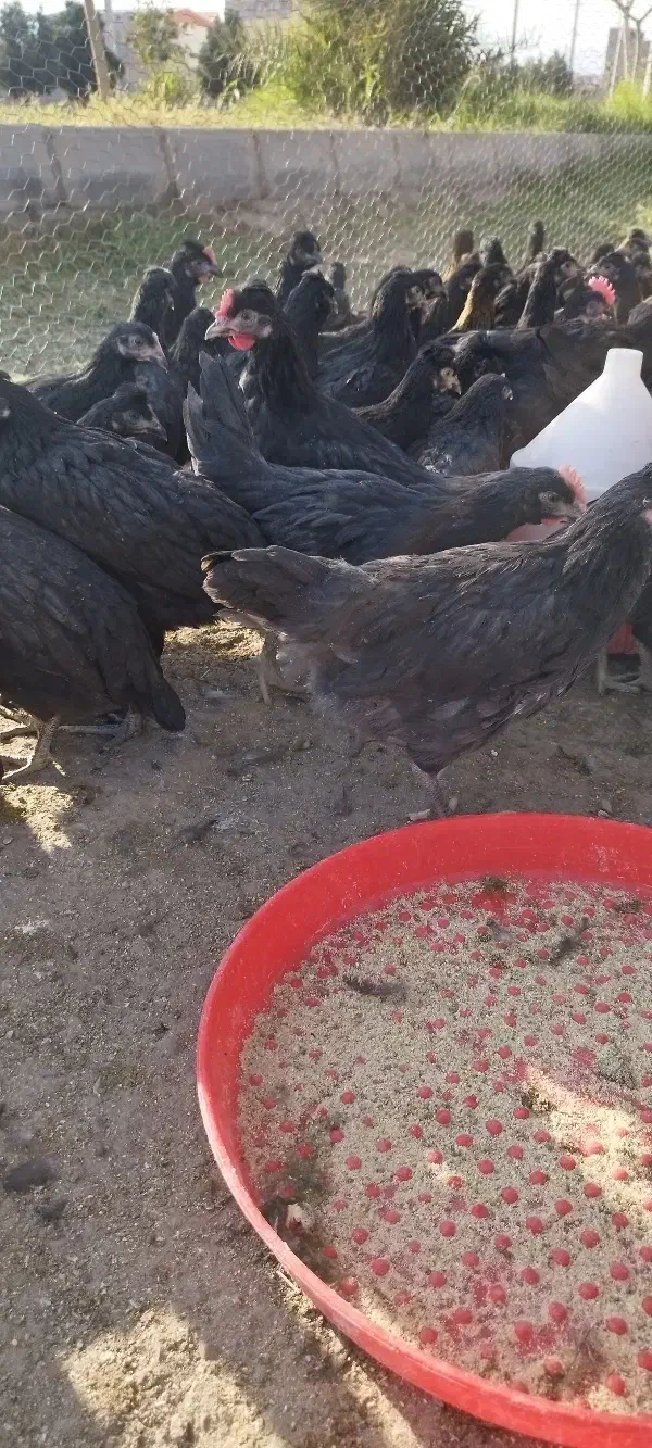 جوجه سیاه|حیوانات مزرعه|محلات, |دیوار