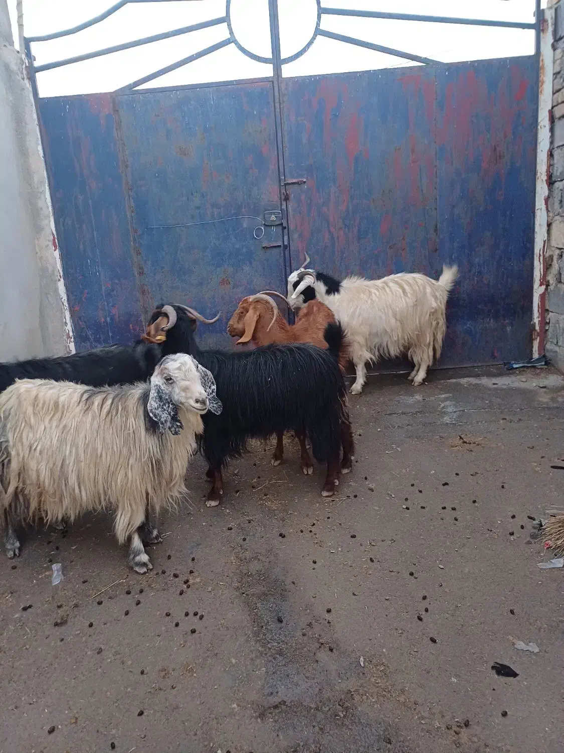 بز داشتی|حیوانات مزرعه|ماهیدشت, |دیوار