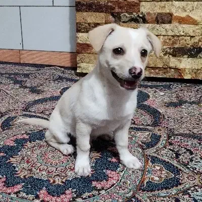 توله اشپیتز|سگ|کرمان, |دیوار