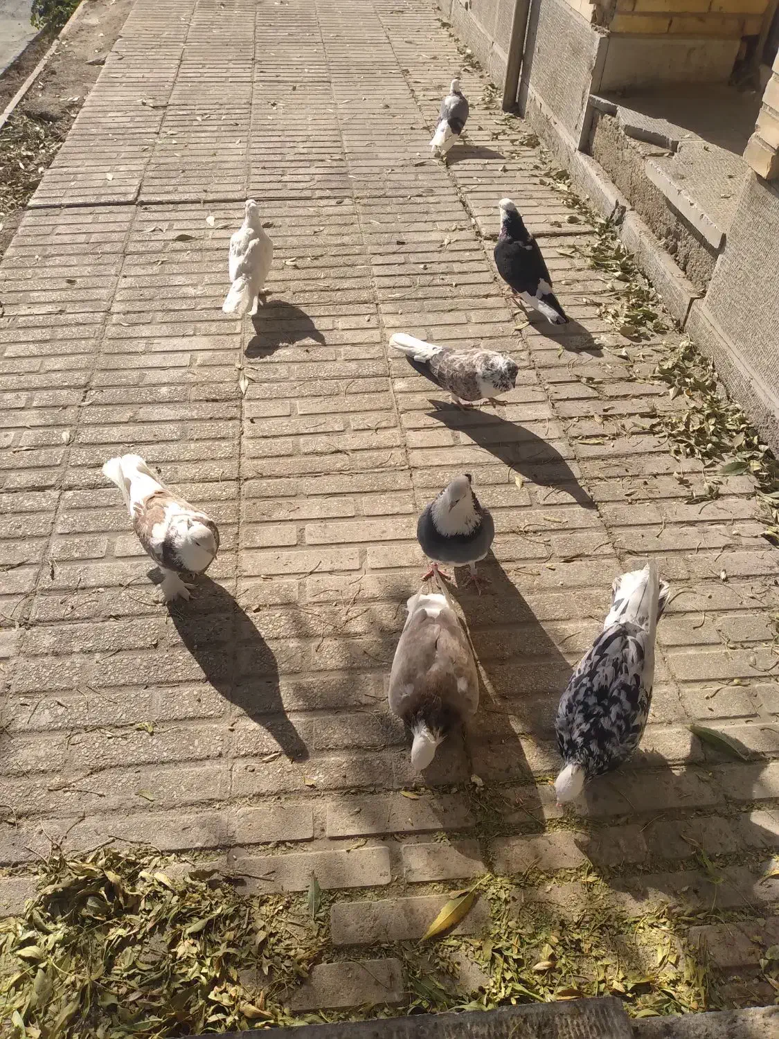 کبوتر فرشی|پرنده|مهاجران, |دیوار