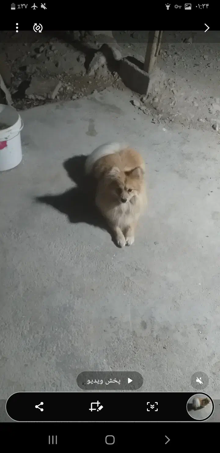 سگ پامر|سگ|برازجان, |دیوار