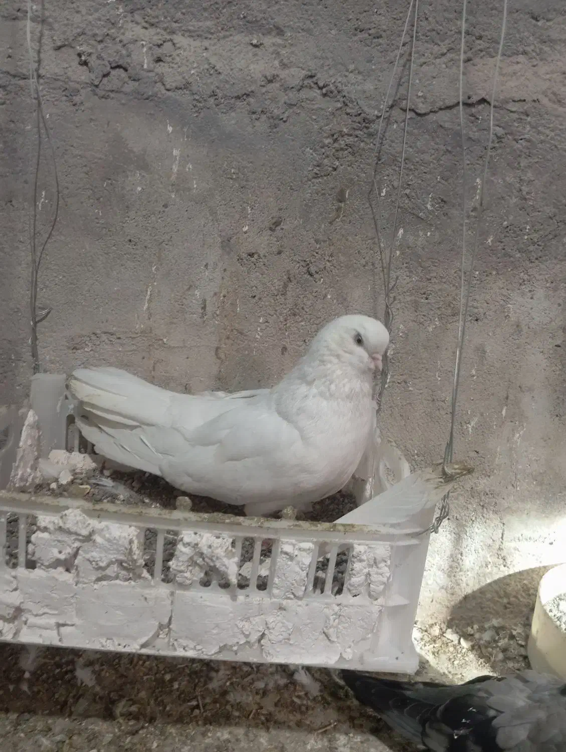 یک جفت کبوتر سفید|پرنده|میانه, |دیوار