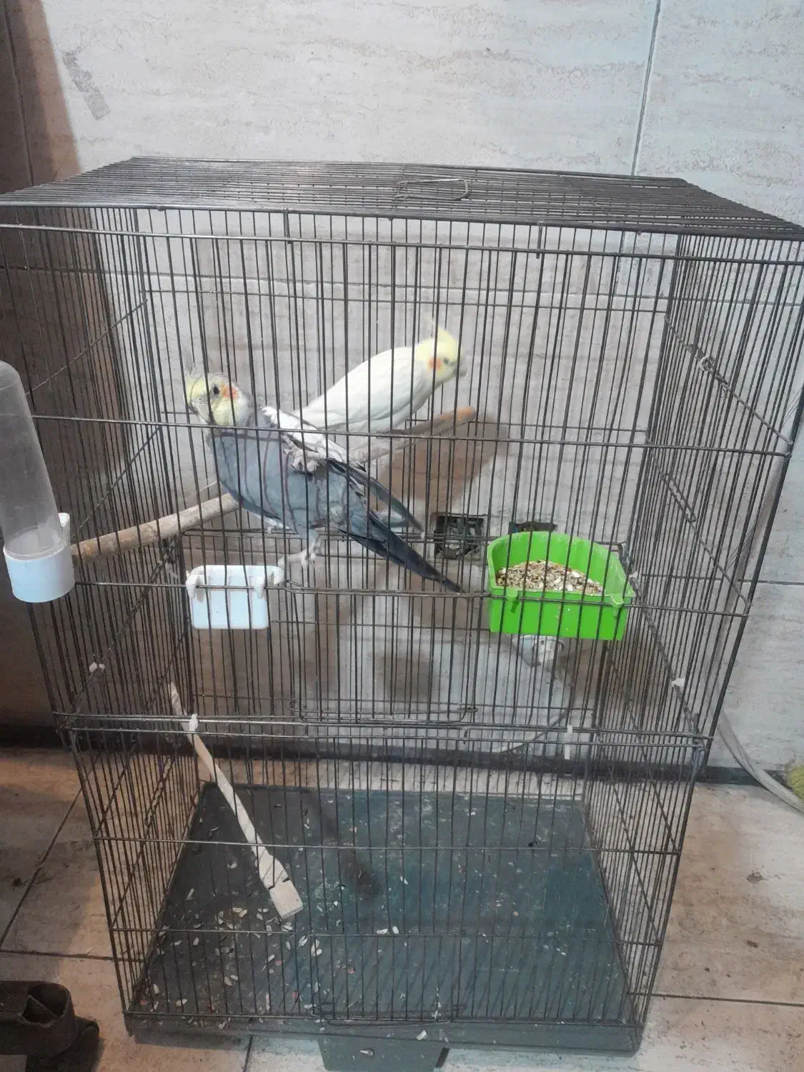 پرنده|پرنده|ری, شهادت|دیوار