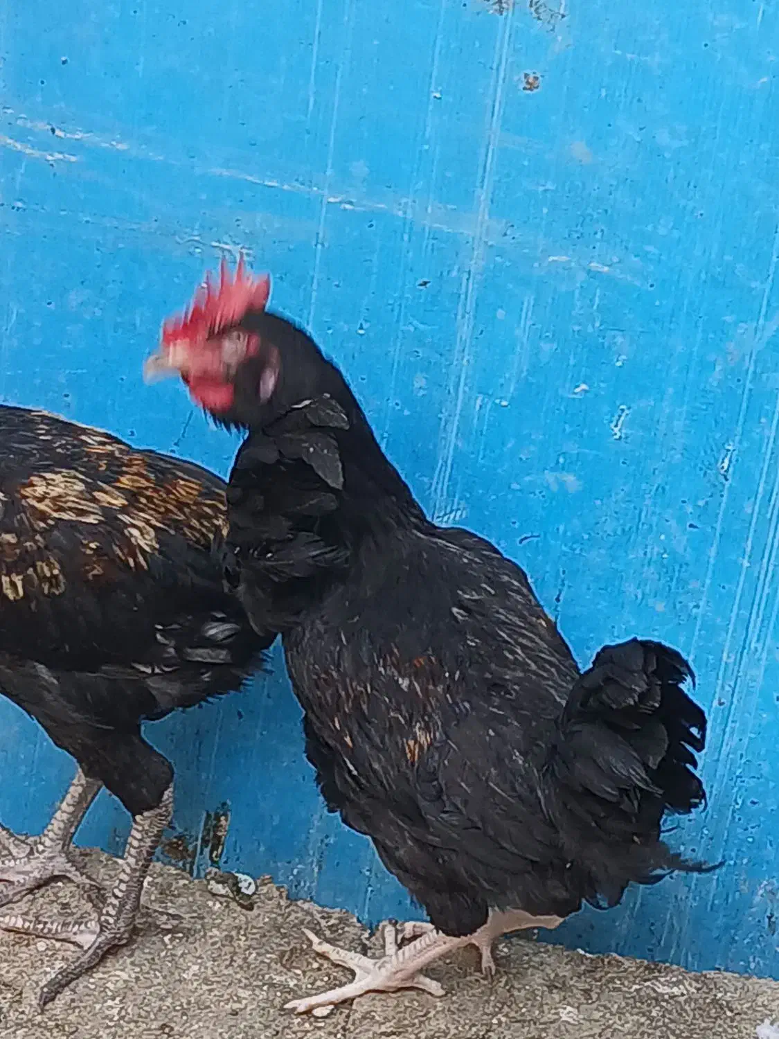 نیمچه خروس لاری و محلی ریشی|حیوانات مزرعه|مرودشت, فیروزی|دیوار