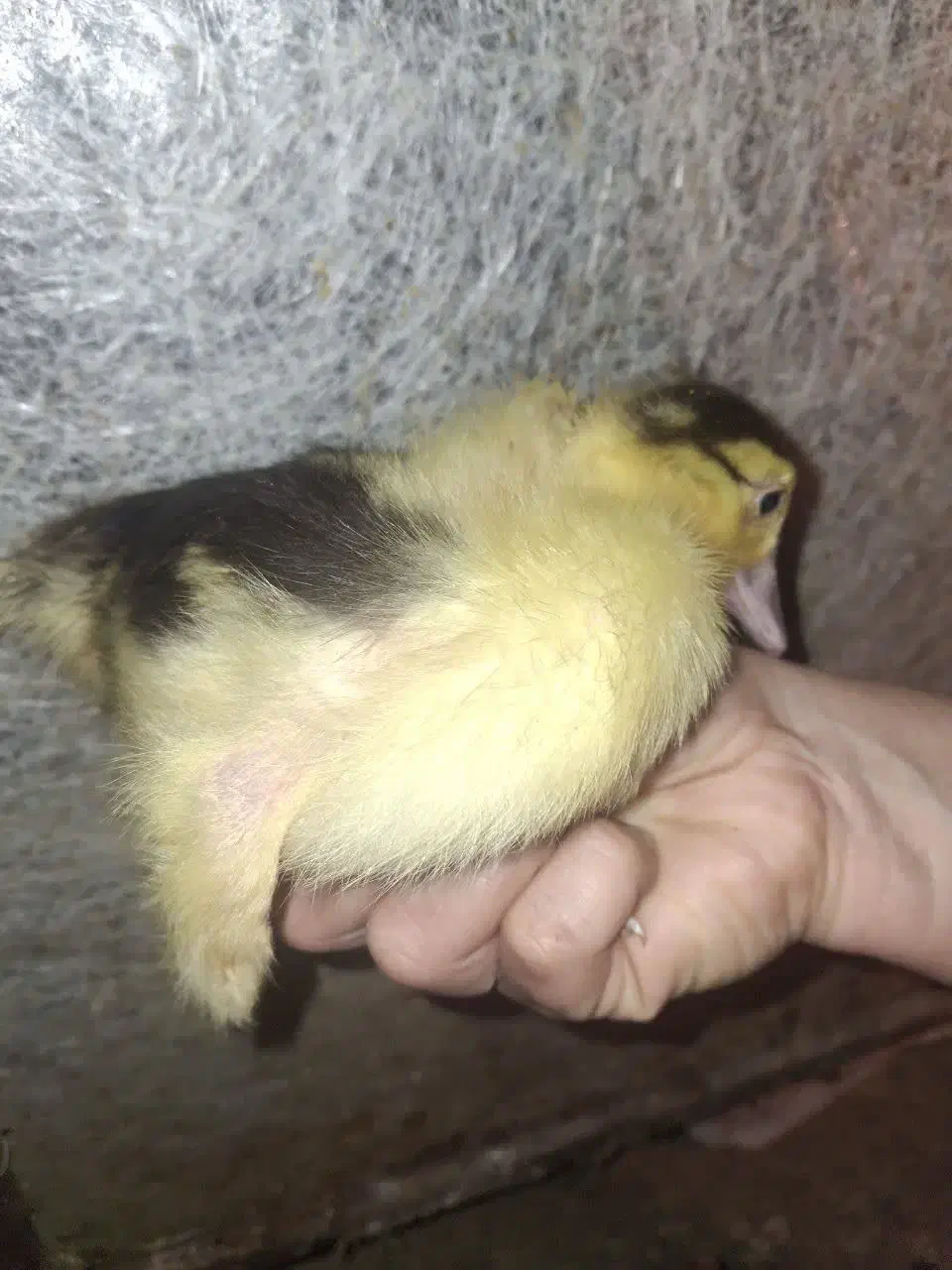 جوجه اردک خارجی یک ماهه|حیوانات مزرعه|بابل, |دیوار