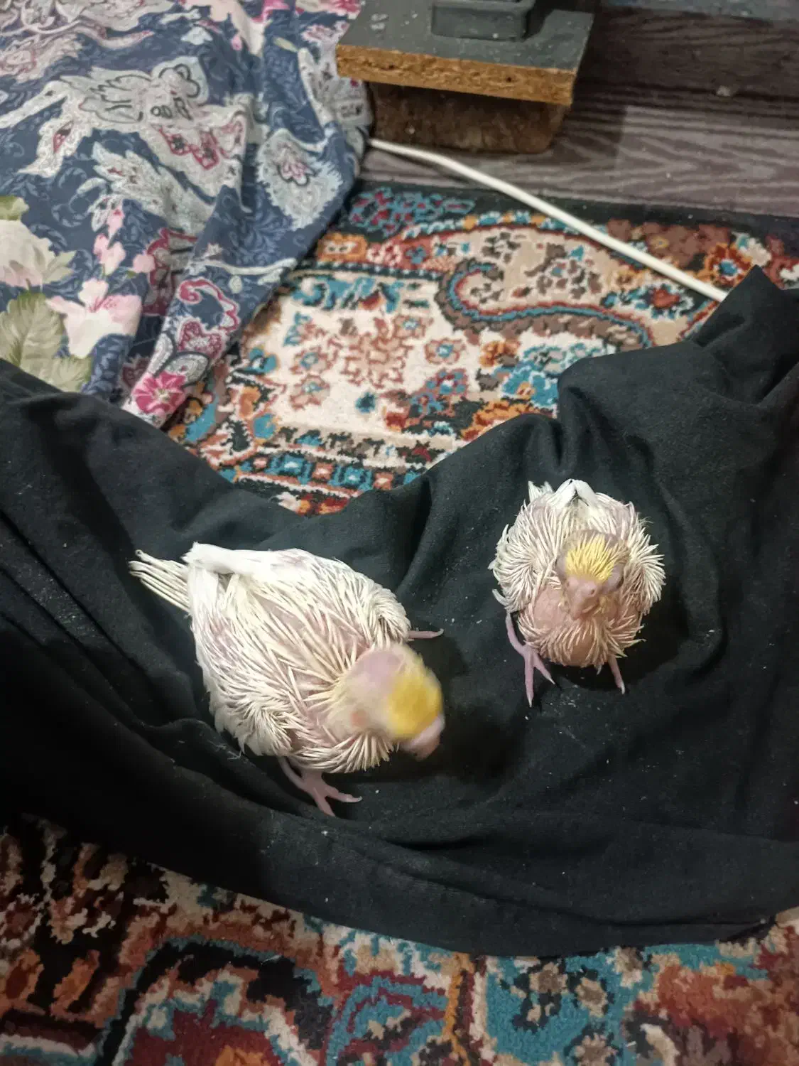 عروس هلندی سرلاکی لوتونیو|پرنده|کلاچای, |دیوار