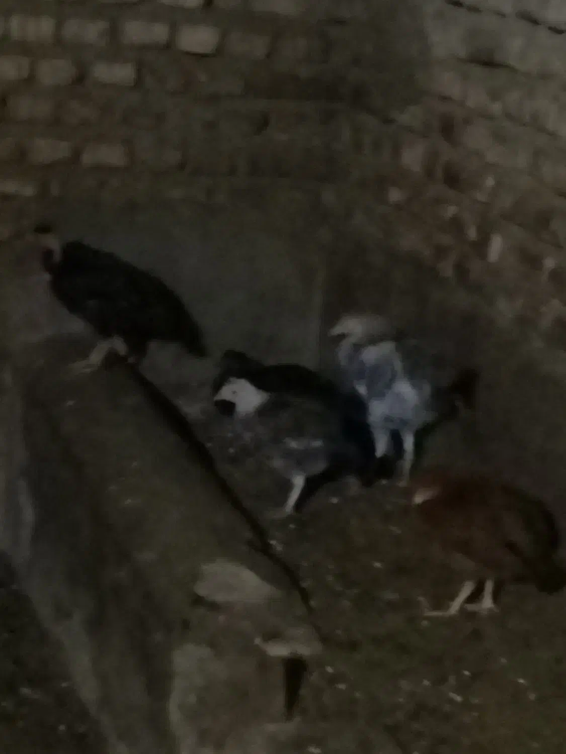 جوجه محلی|حیوانات مزرعه|گرگان, |دیوار