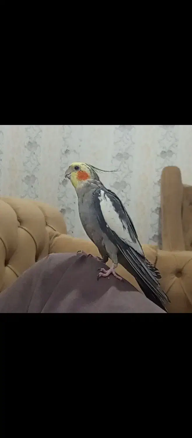 عروس هلندی گمشده|حیوانات|اهواز, کوی راه کربلا|دیوار