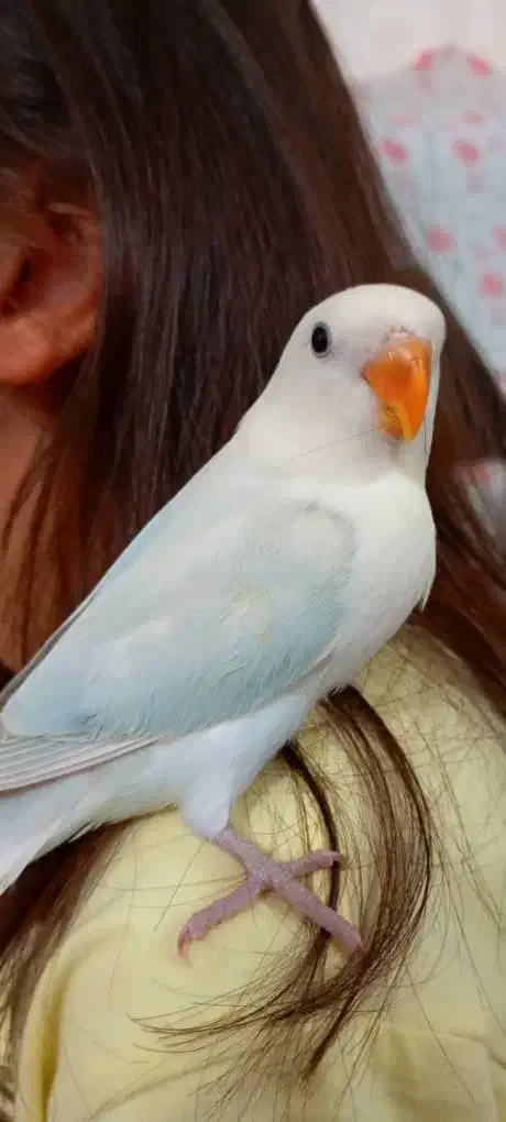 طوطی کوتوله برزیلی سرلاکی و کاملا دستی|پرنده|تهران, جنت‌آباد مرکزی|دیوار