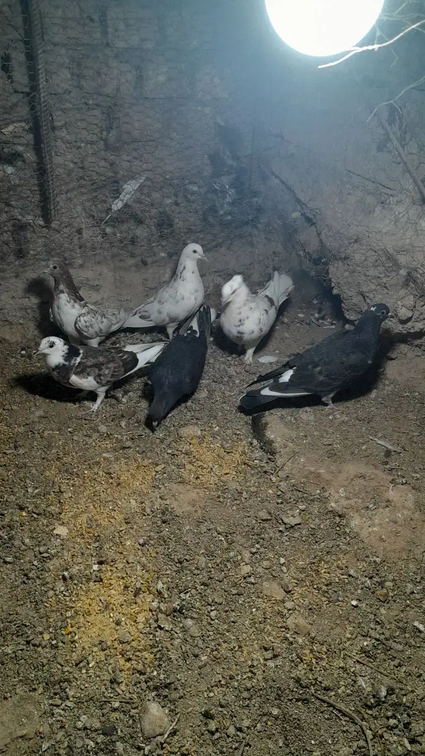 کبوتر|پرنده|یزد, |دیوار