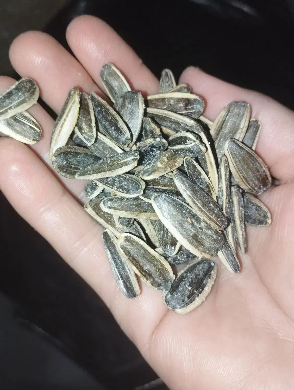 خوردنی|حراج|قم, شهید صیاد شیرازی|دیوار