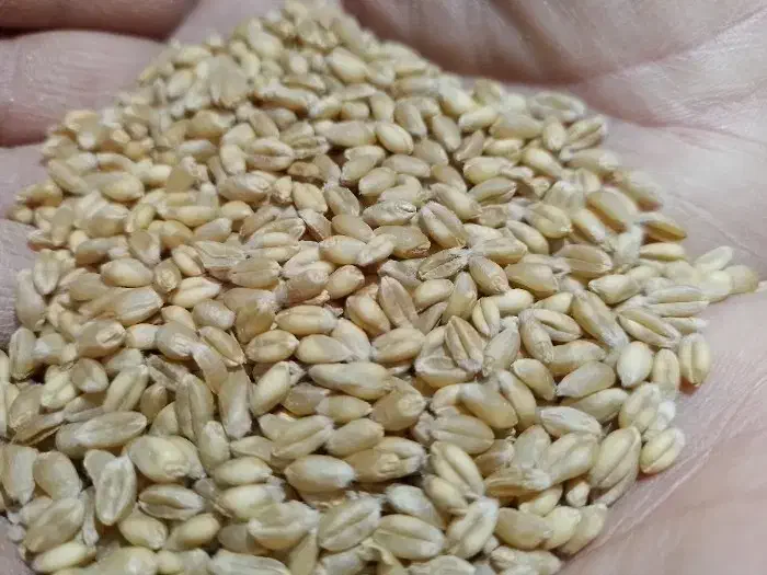 بذر گندم آبی پیشگام|گل و گیاه طبیعی|گل تپه, |دیوار