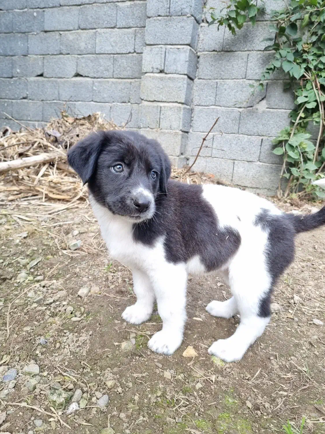 واگذاری توله سگ|سگ|لاهیجان, یوسف آباد|دیوار