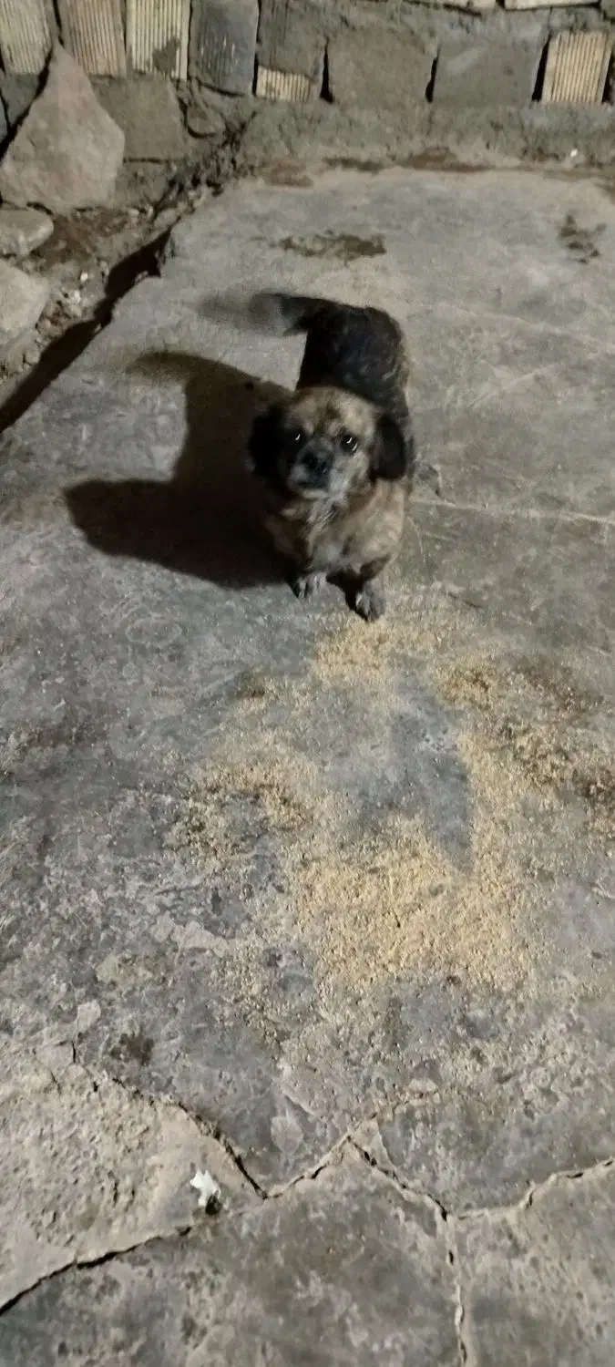 سگپاکوتا|سگ|خرمآباد, |دیوار