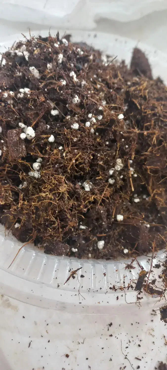 خاک گل|گل و گیاه طبیعی|فولادشهر, C3|دیوار