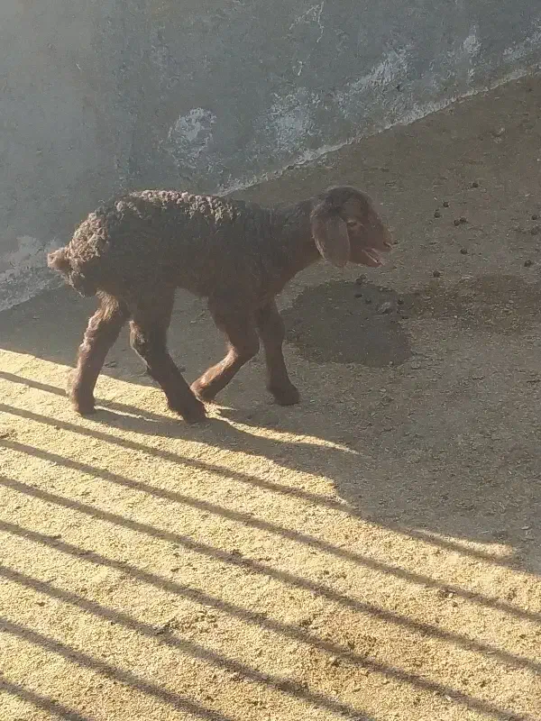 فروشی|حیوانات مزرعه|جوادآباد, |دیوار