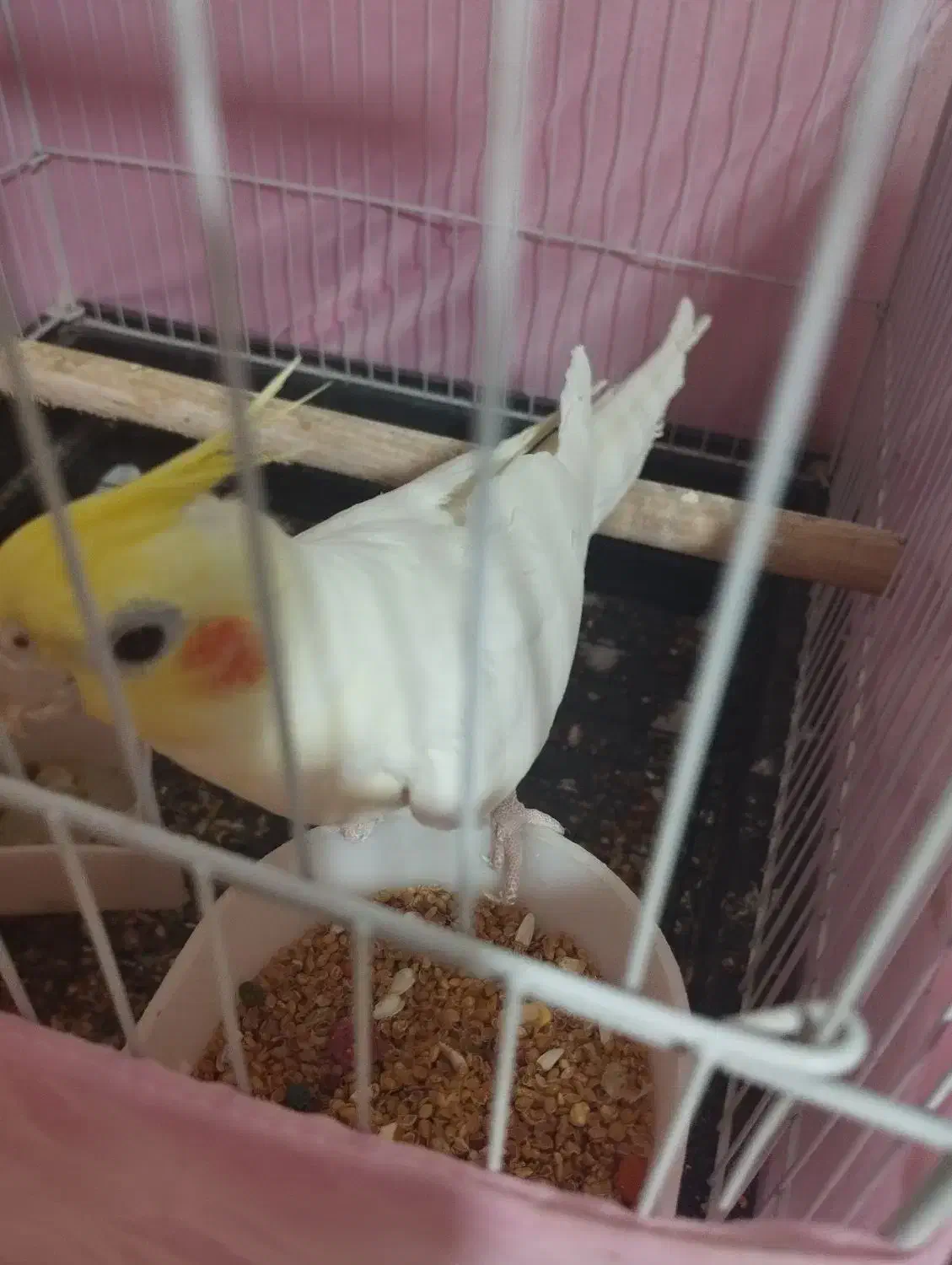 عروس هلندی نر|پرنده|بندر ماهشهر, |دیوار