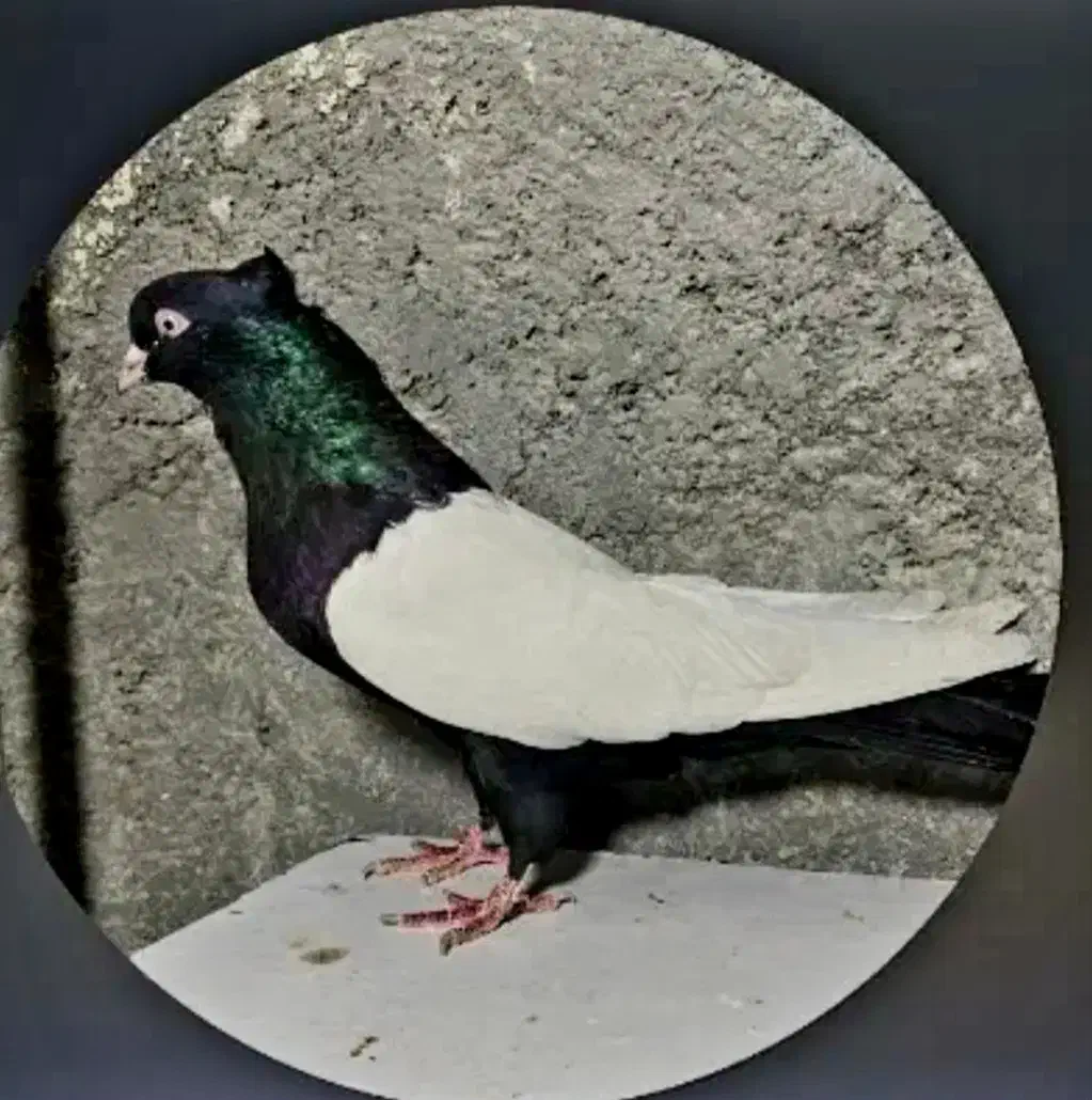 گم شده|حیوانات|رفسنجان, |دیوار