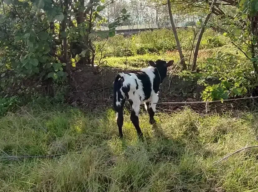 گوساله نر دورگ محلی|حیوانات مزرعه|صومعهسرا, |دیوار