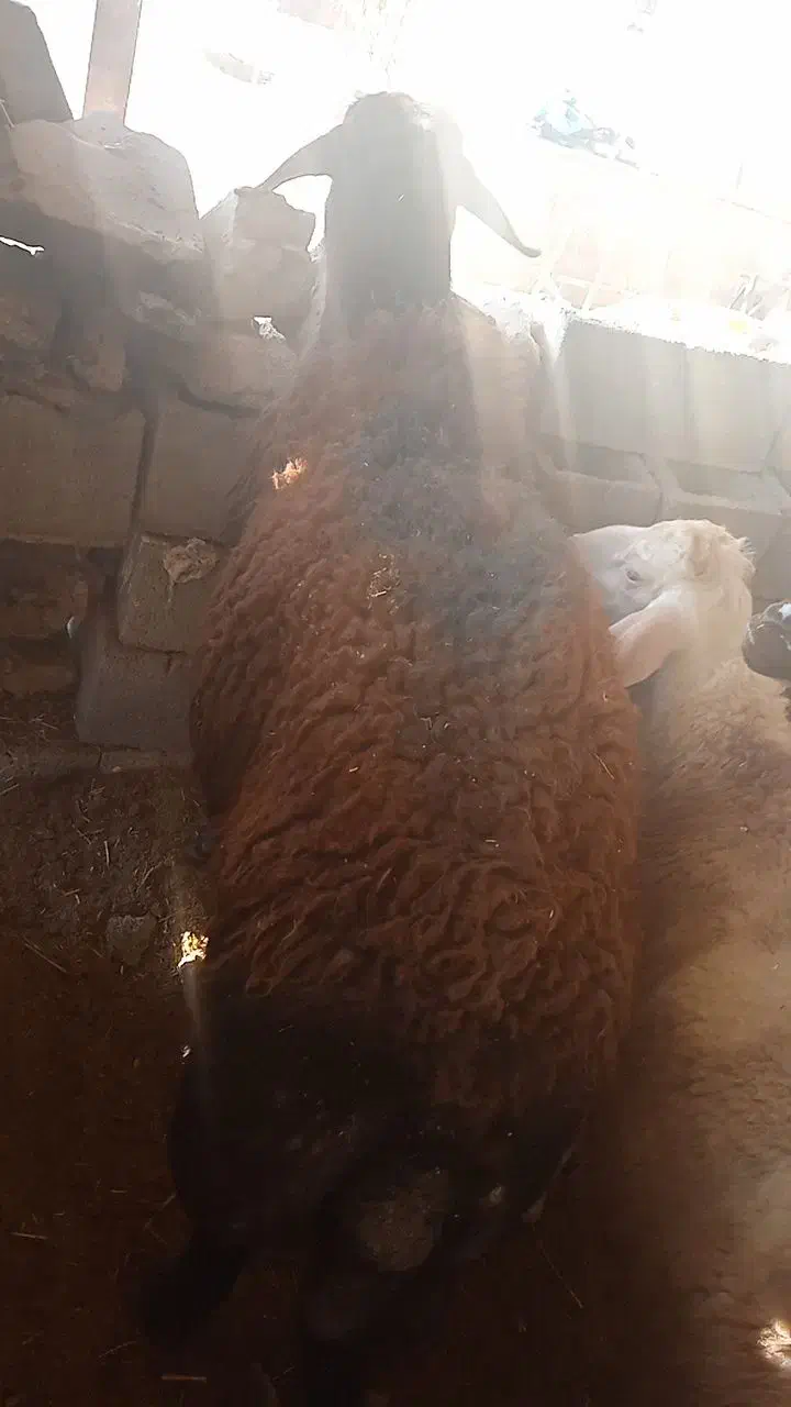 قوچ افشار اصل|حیوانات مزرعه|ملایر, |دیوار