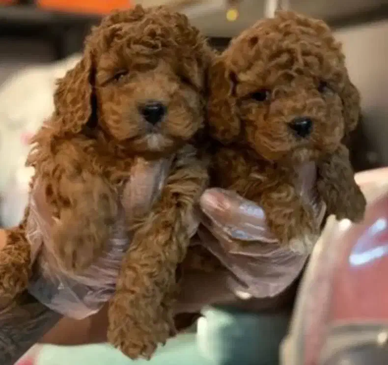 گربه پرشین توی پودل ژرمن|گربه|تبریز, |دیوار