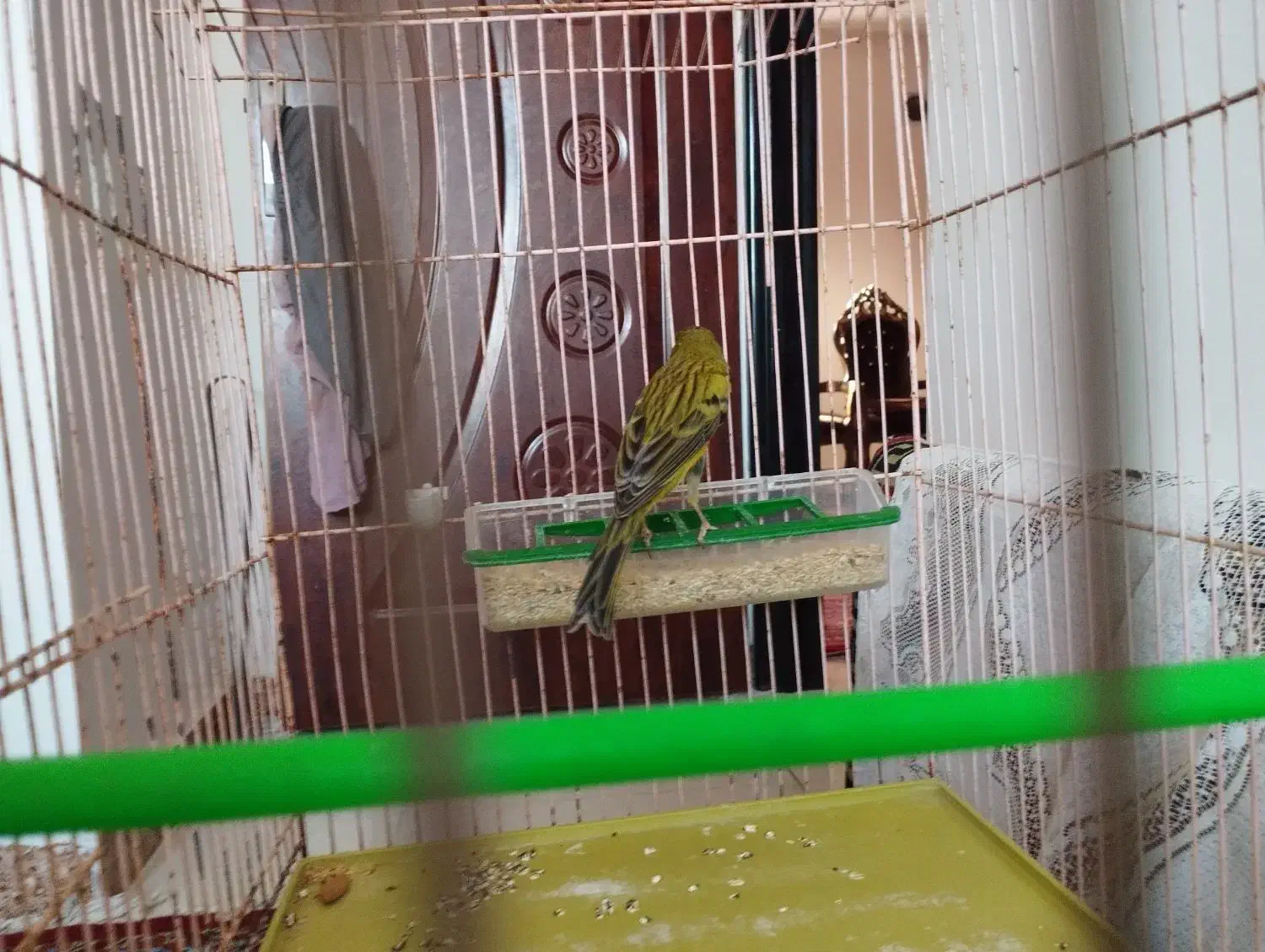 قناریسبز|پرنده|شیراز, شهرک صادقیه|دیوار