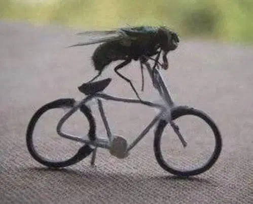 حیوان خانگی|لوازم جانبی حیوانات|تبریز, |دیوار