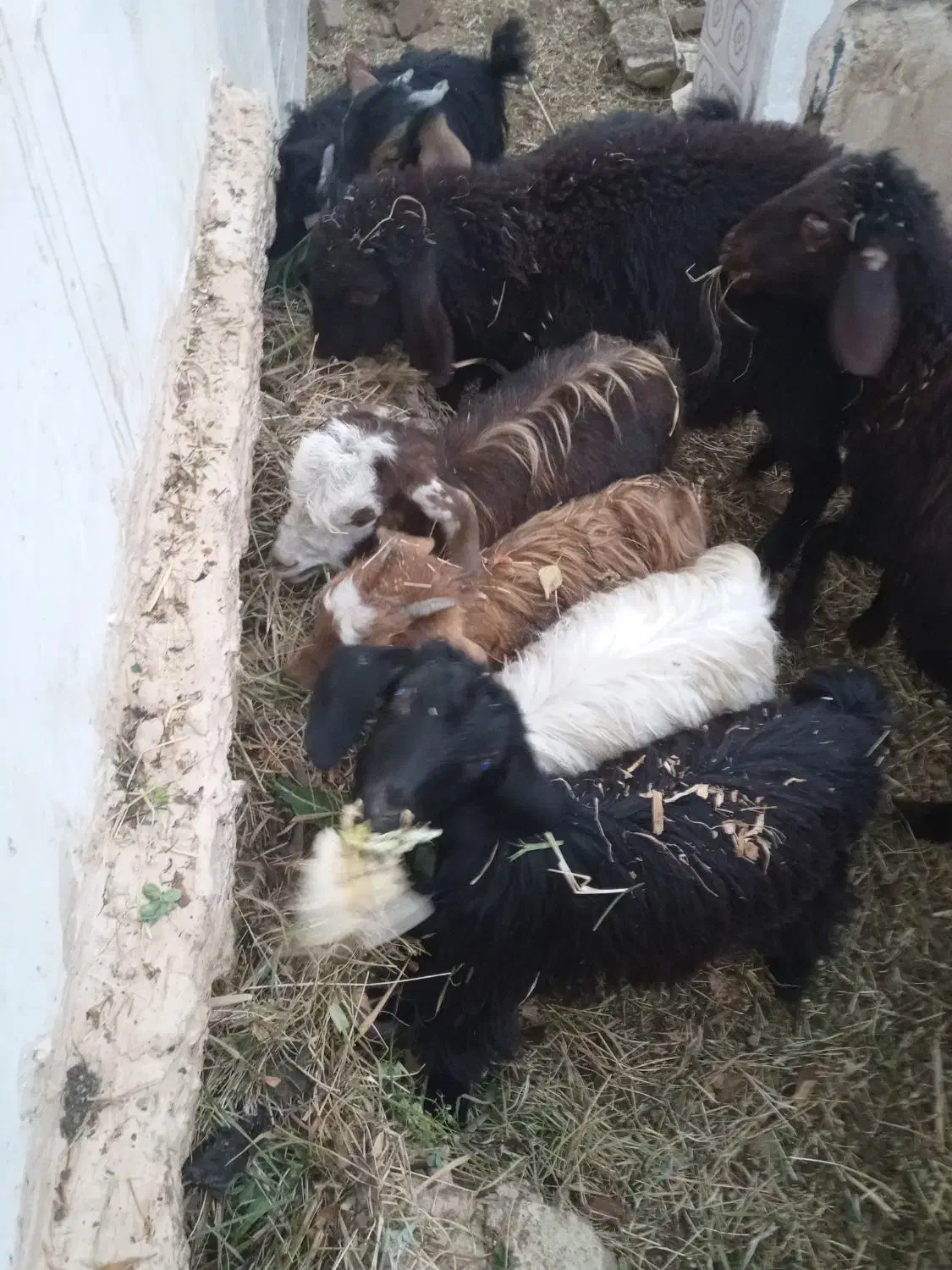 بزغاله نروماده|حیوانات مزرعه|میاندوآب, |دیوار