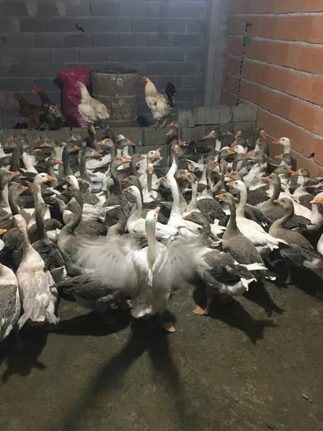 حراج غاز کشتار و تخمگذار|حیوانات مزرعه|بابل, |دیوار