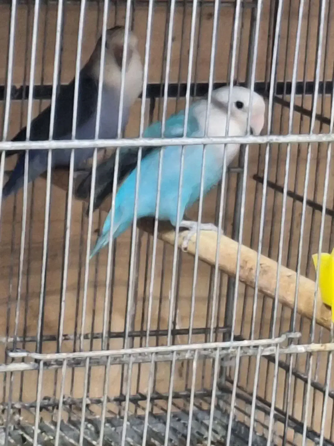 طوطی بریزیلی قناری|پرنده|قزوین, |دیوار