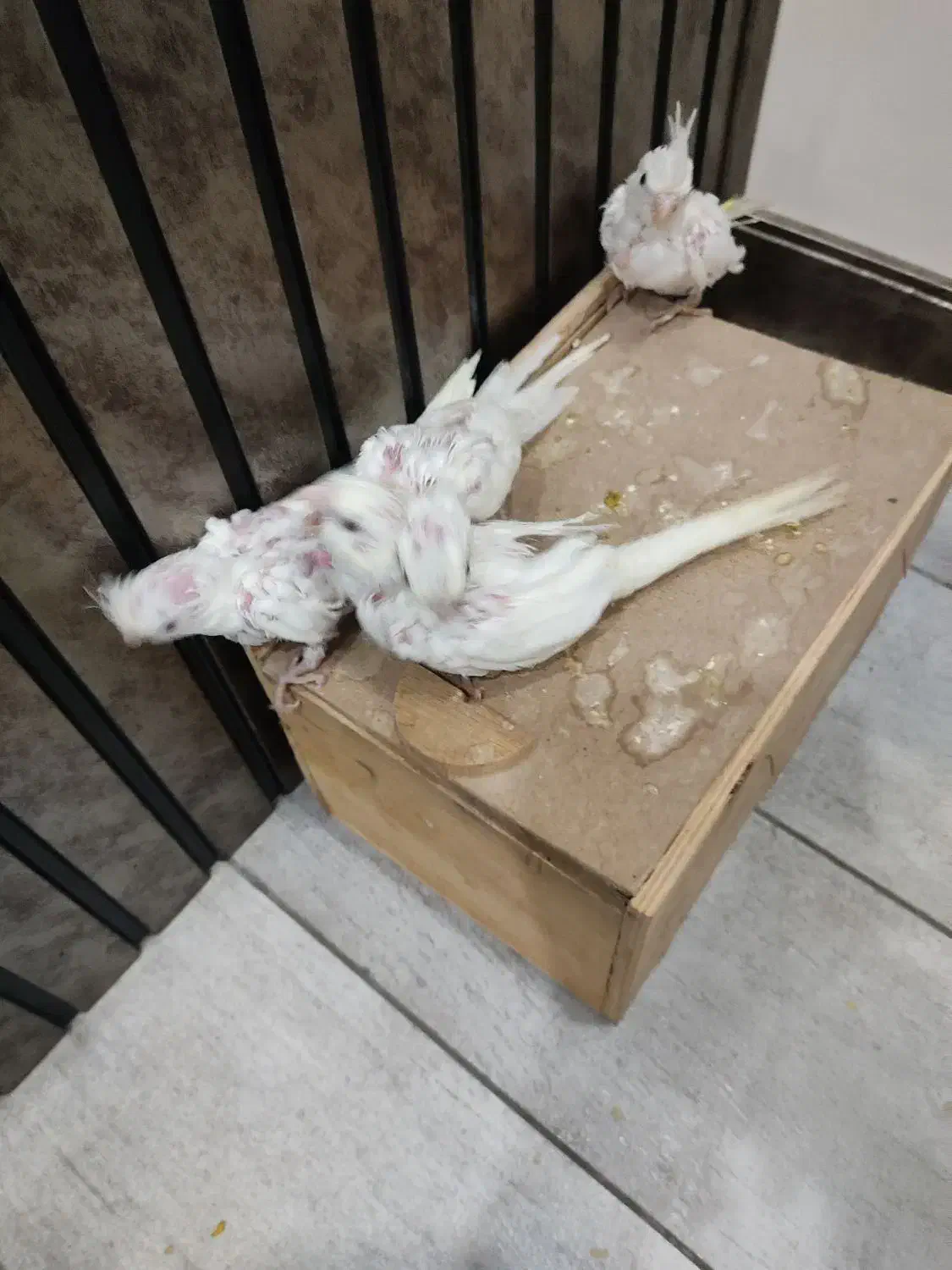 جوجه عروس هلندی آلبینو 25روزه|پرنده|ابریشم, |دیوار