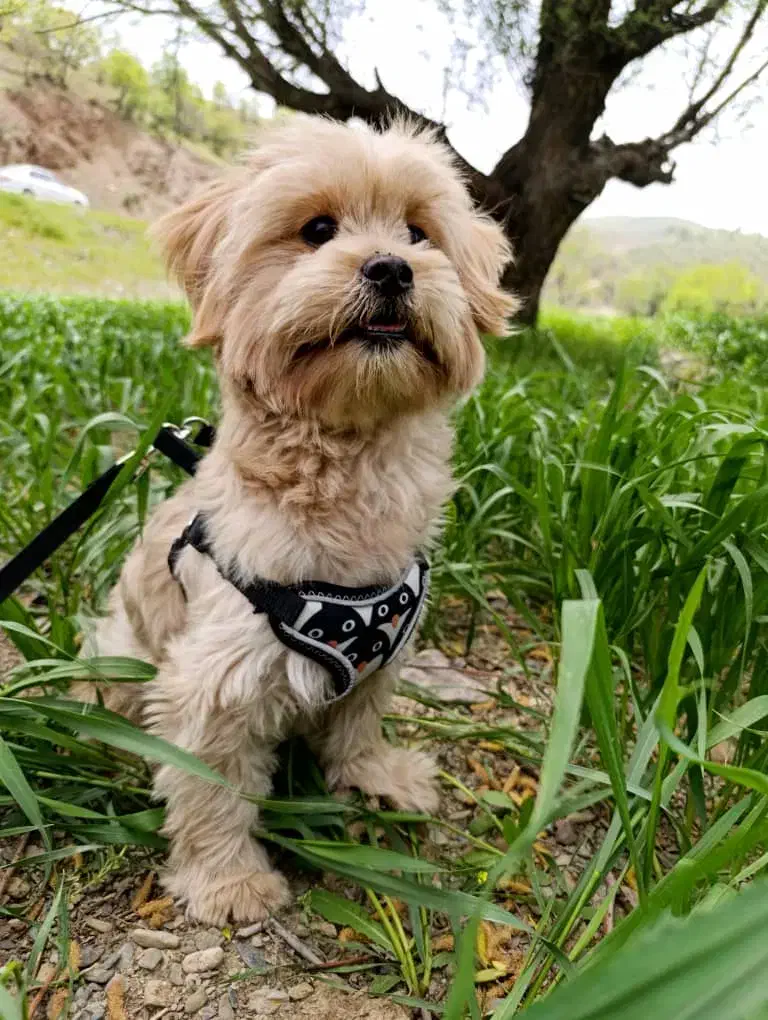 واگذاری لــوســی|سگ|مهاباد (آذربایجان غربی), |دیوار