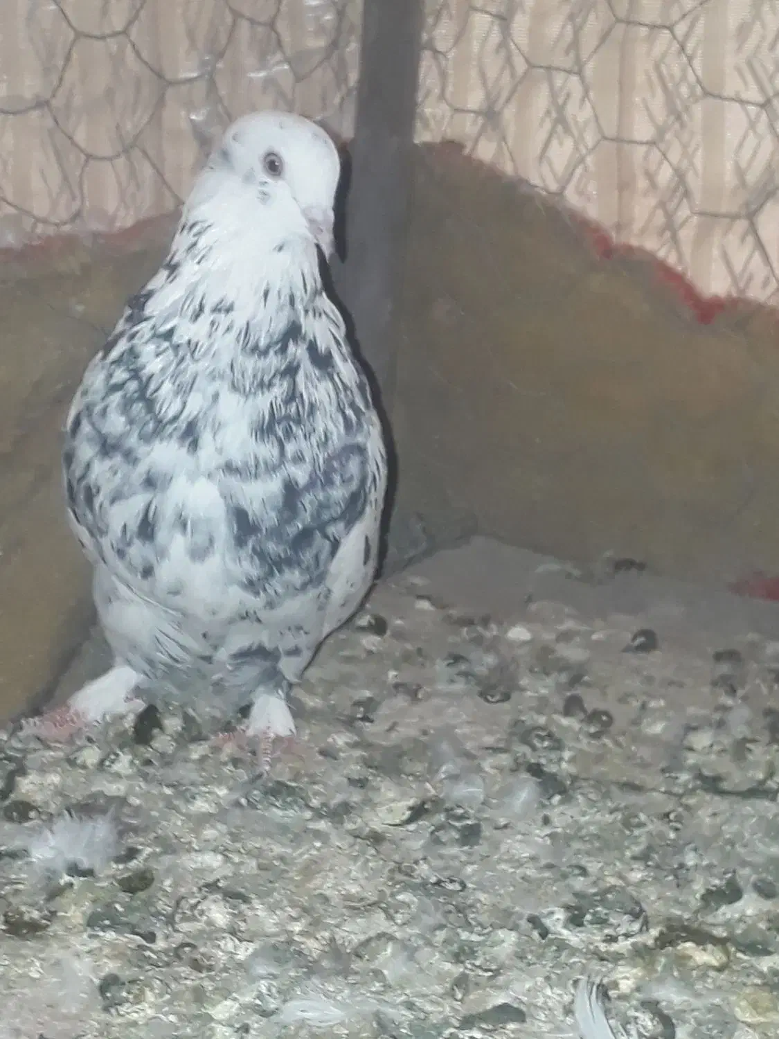 اصفهانی پر سو قدیم|پرنده|خمینیشهر, |دیوار