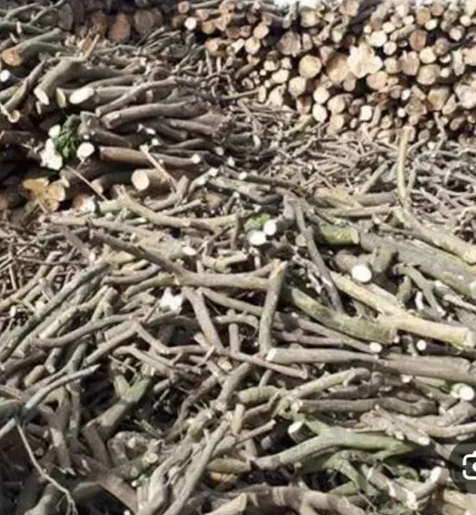 قطعکردندرختباارهبرقیوخریدارچوب|خدمات باغبانی و درختکاری|میناب, |دیوار