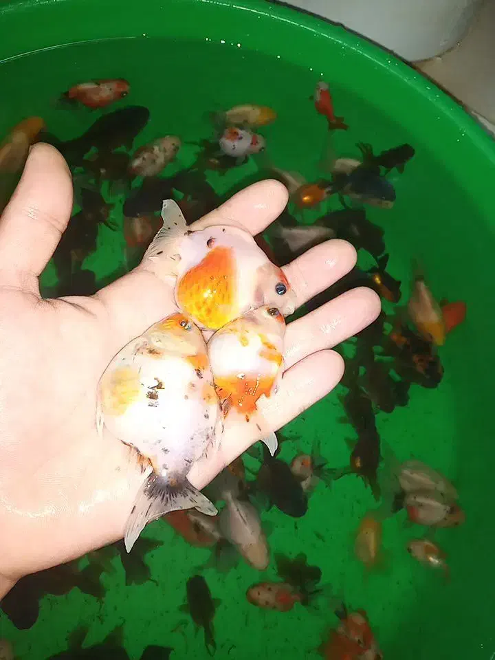 کله شیری|ماهی|تبریز, |دیوار