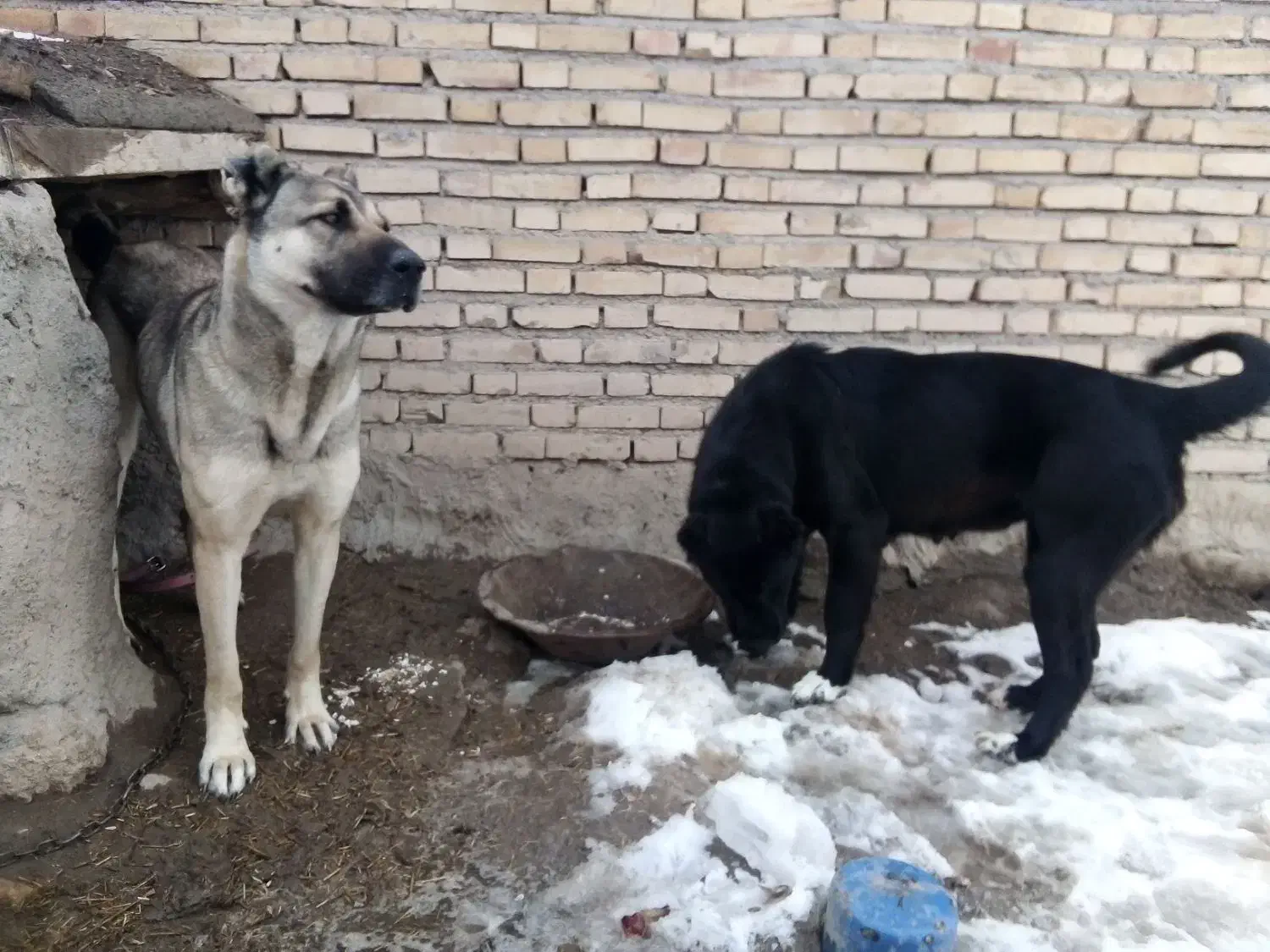 ماده سرابی|حیوانات|هریس, |دیوار