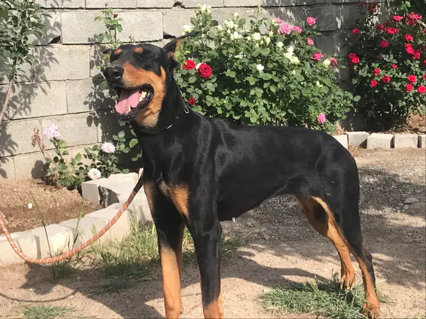 دوبرمن ماده نژاد عالی|سگ|کرمانشاه, |دیوار