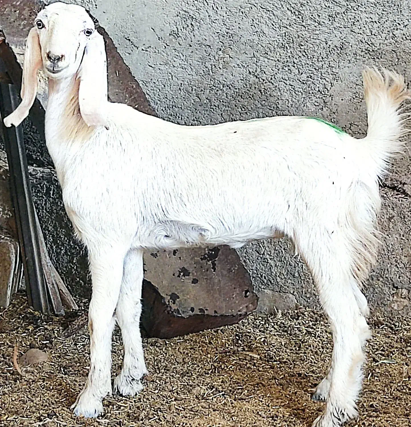 بز،آبستن تیشتر هل گلابی  در وحدتیه|حیوانات مزرعه|وحدتیه, |دیوار