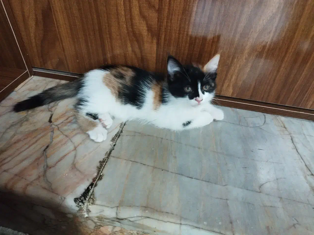 گربه گمشده|گربه|تربت جام, فاز ۱ فرهنگیان|دیوار