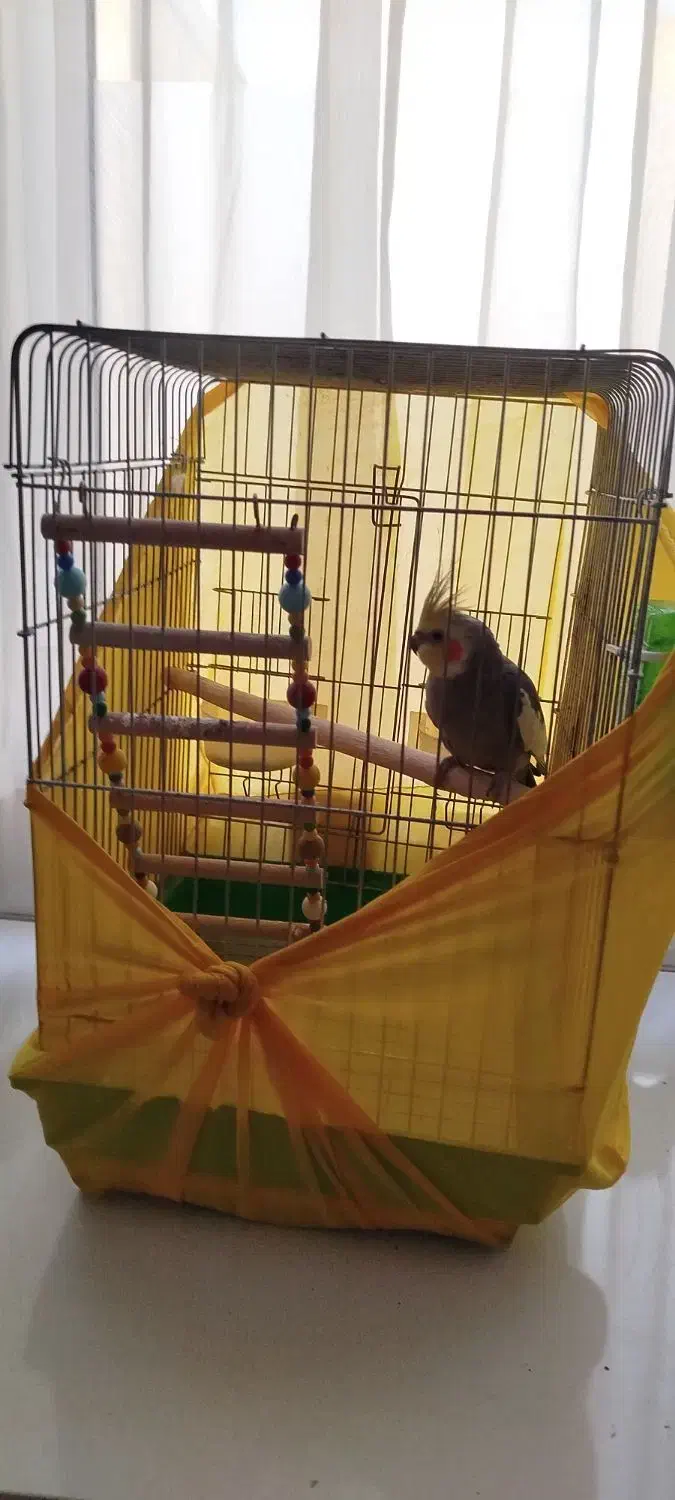 عروس هلندی|پرنده|ری, شهرک نظامی|دیوار