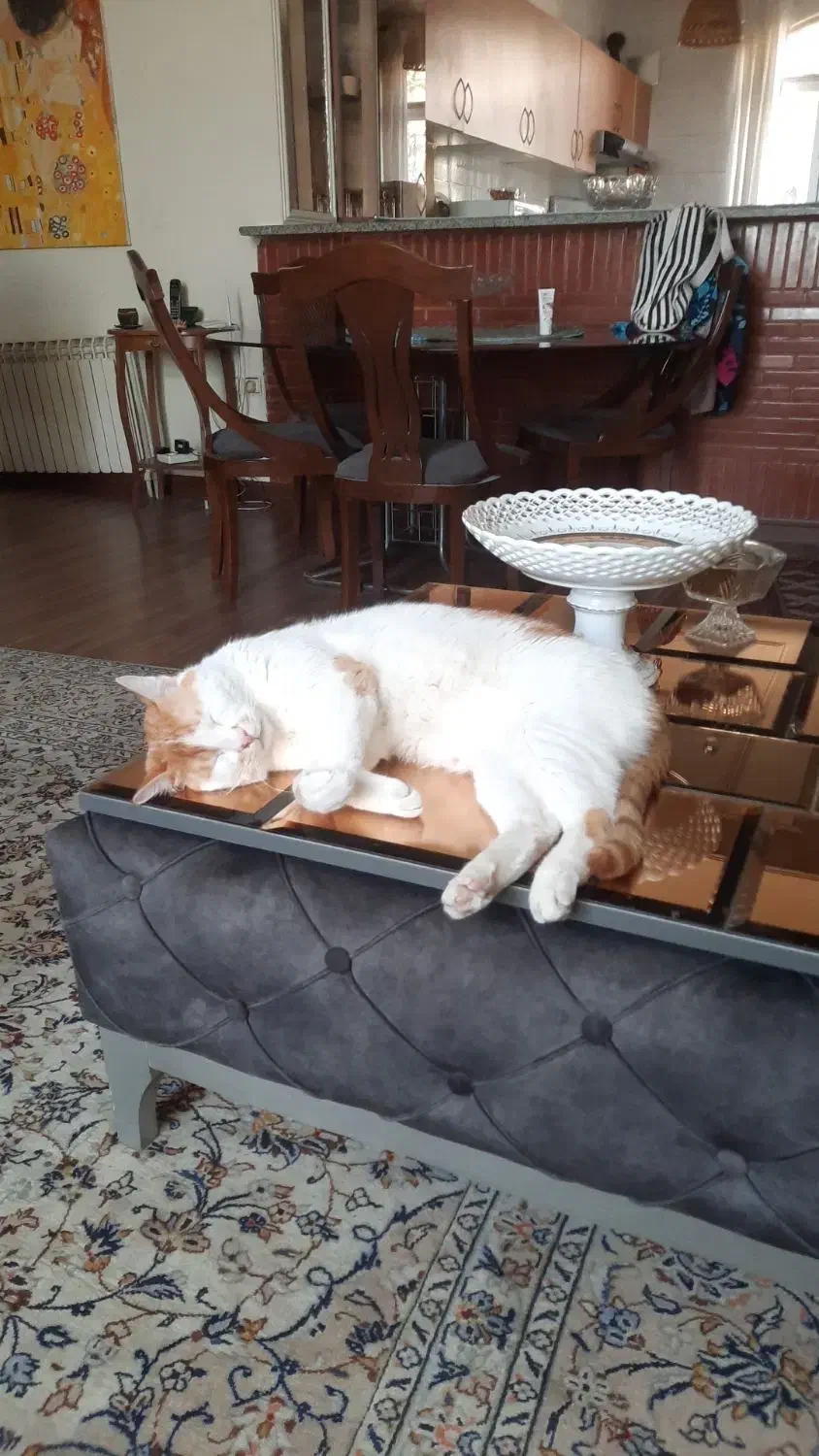 پیشی ناز|حیوانات|تهران, مینی‌سیتی (شهرک نفت)|دیوار