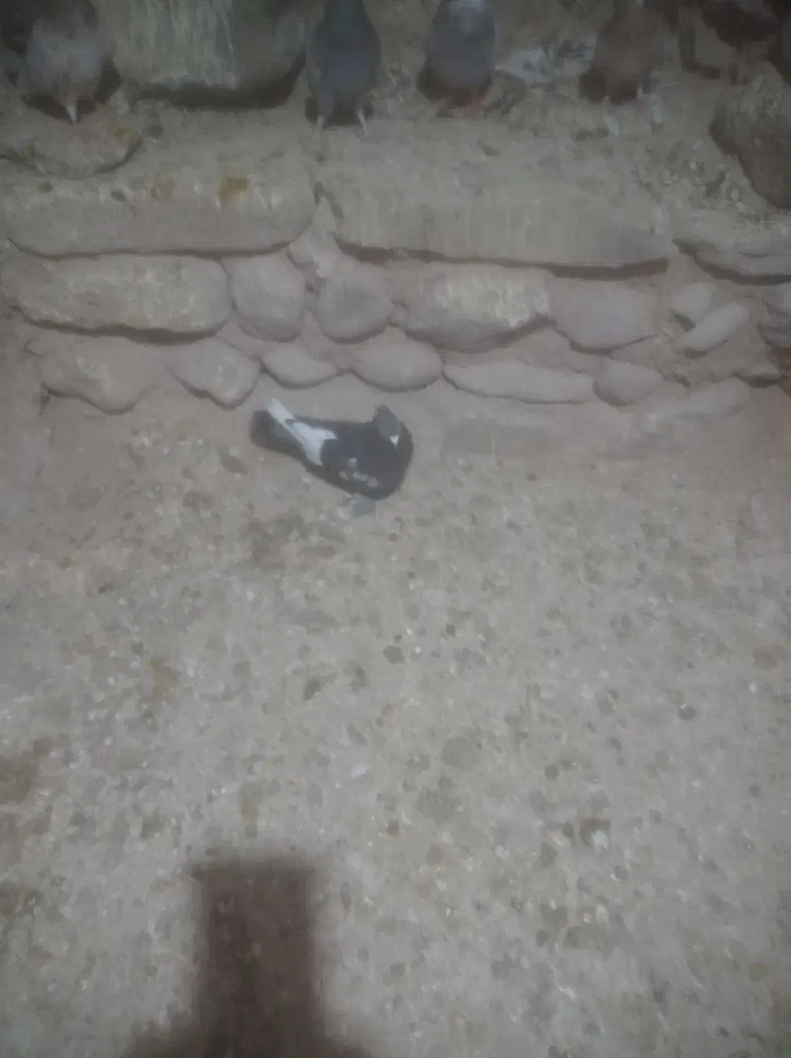 کبوتر|پرنده|قوچان, |دیوار