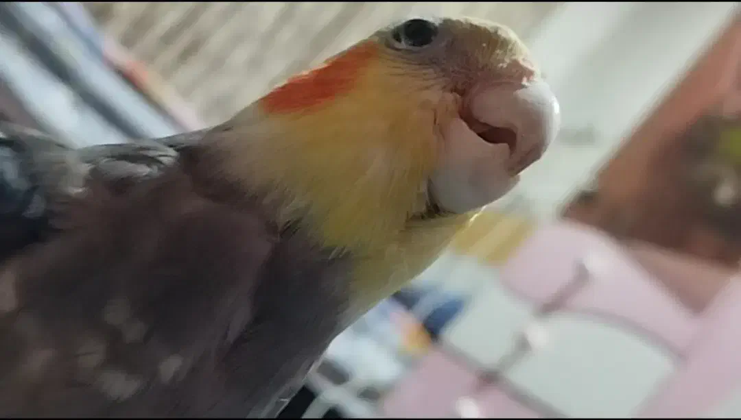 گمشده|حیوانات|بندر ماهشهر, |دیوار