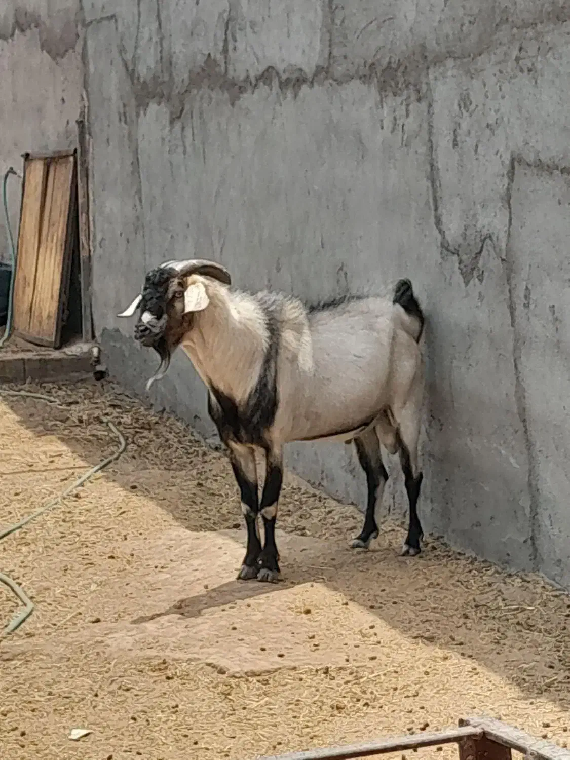 فروشی|حیوانات مزرعه|میبد, |دیوار