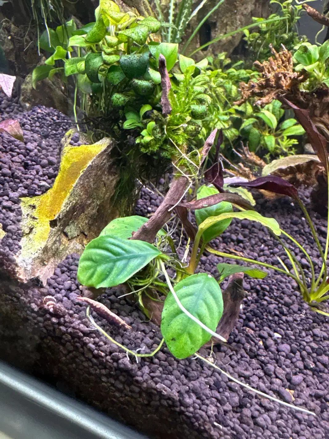 گیاه پلنت انوبیاس|ماهی|تهران, منیریه|دیوار