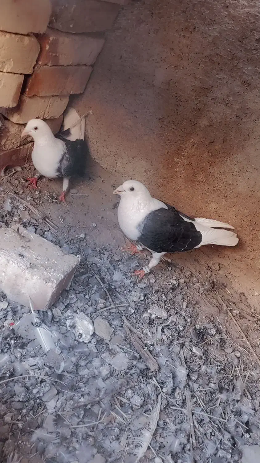 کیوتی|پرنده|زهک, |دیوار