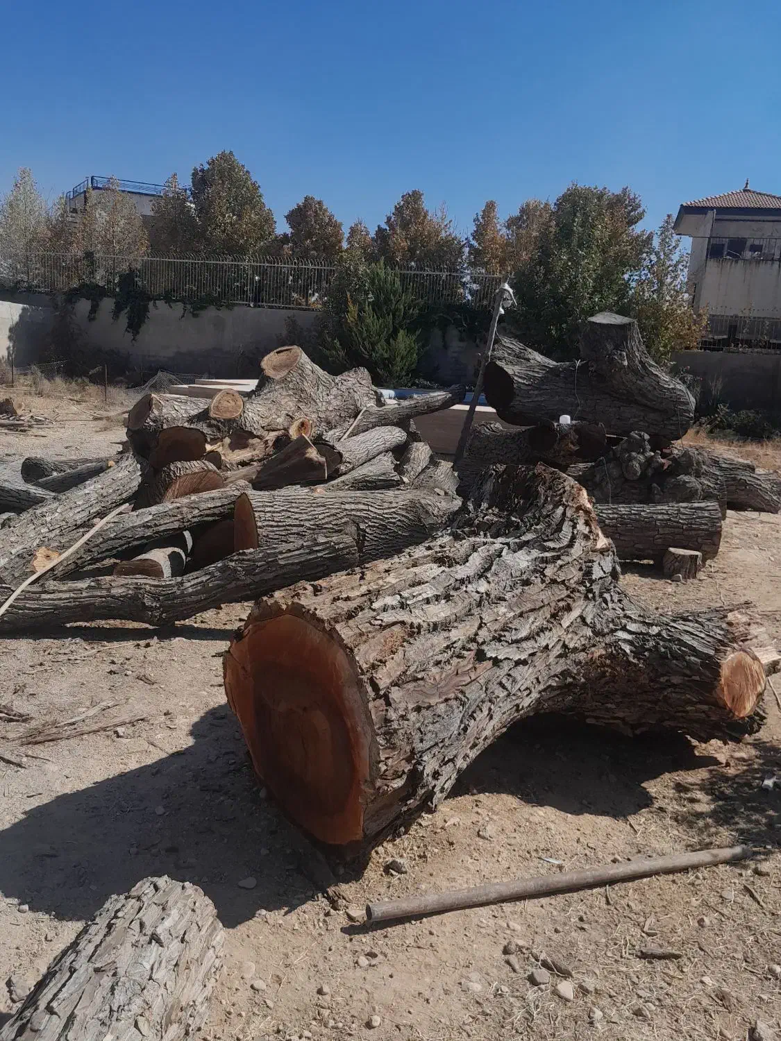 فروش چوب گردو سیاه سایز ۳۰ تا شصت خشک|عمده‌فروشی|شیراز, گویم|دیوار