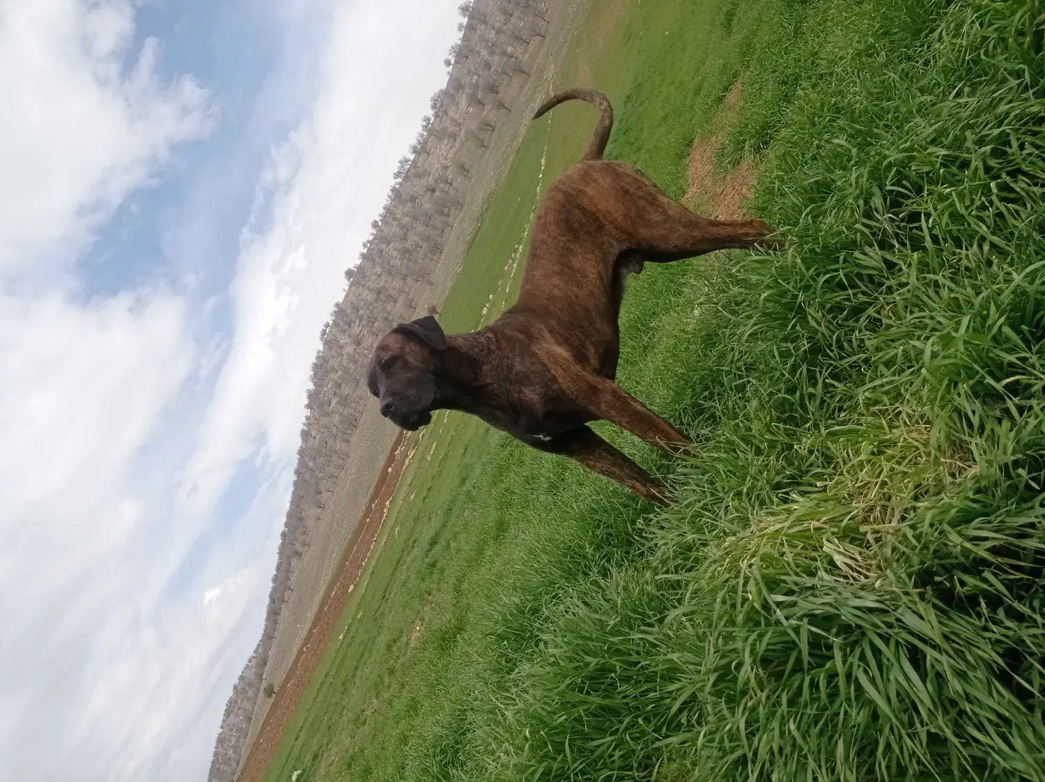 سگ شکاری|سگ|گوآور, |دیوار